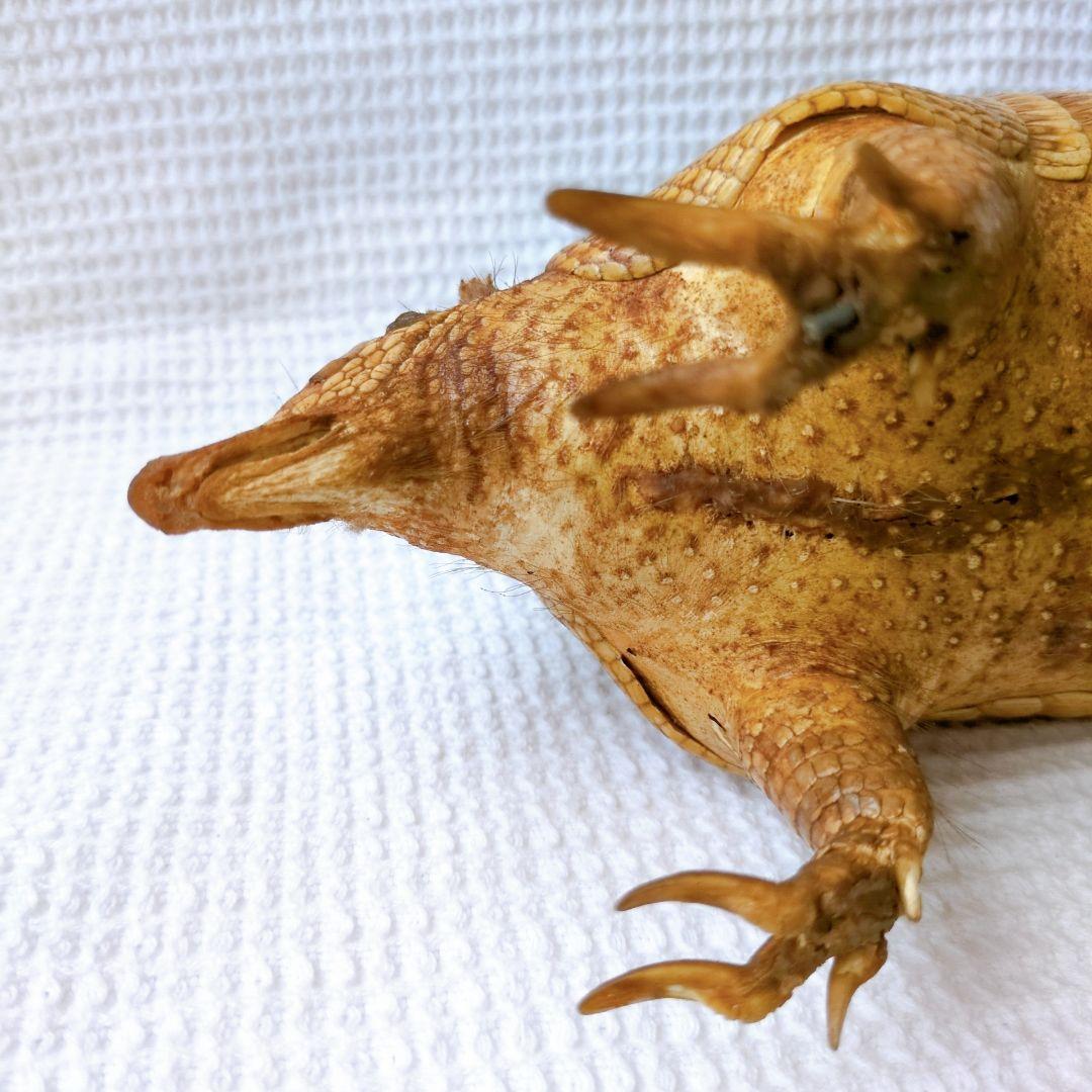 アルマジロ 剥製