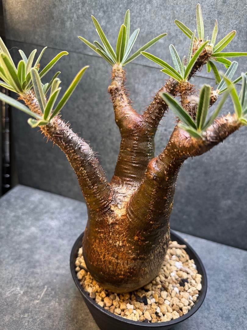 パキポディウム　グラキリス　現地球　発根済み　現14