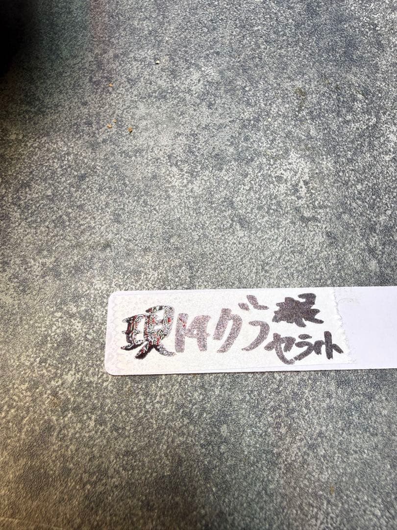 パキポディウム　グラキリス　現地球　発根済み　現14