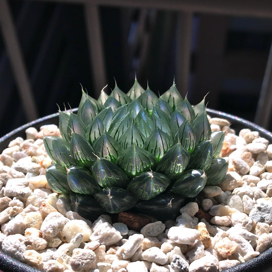 ハオルチア「出藍」 H. 'Shutsuran' 多肉植物