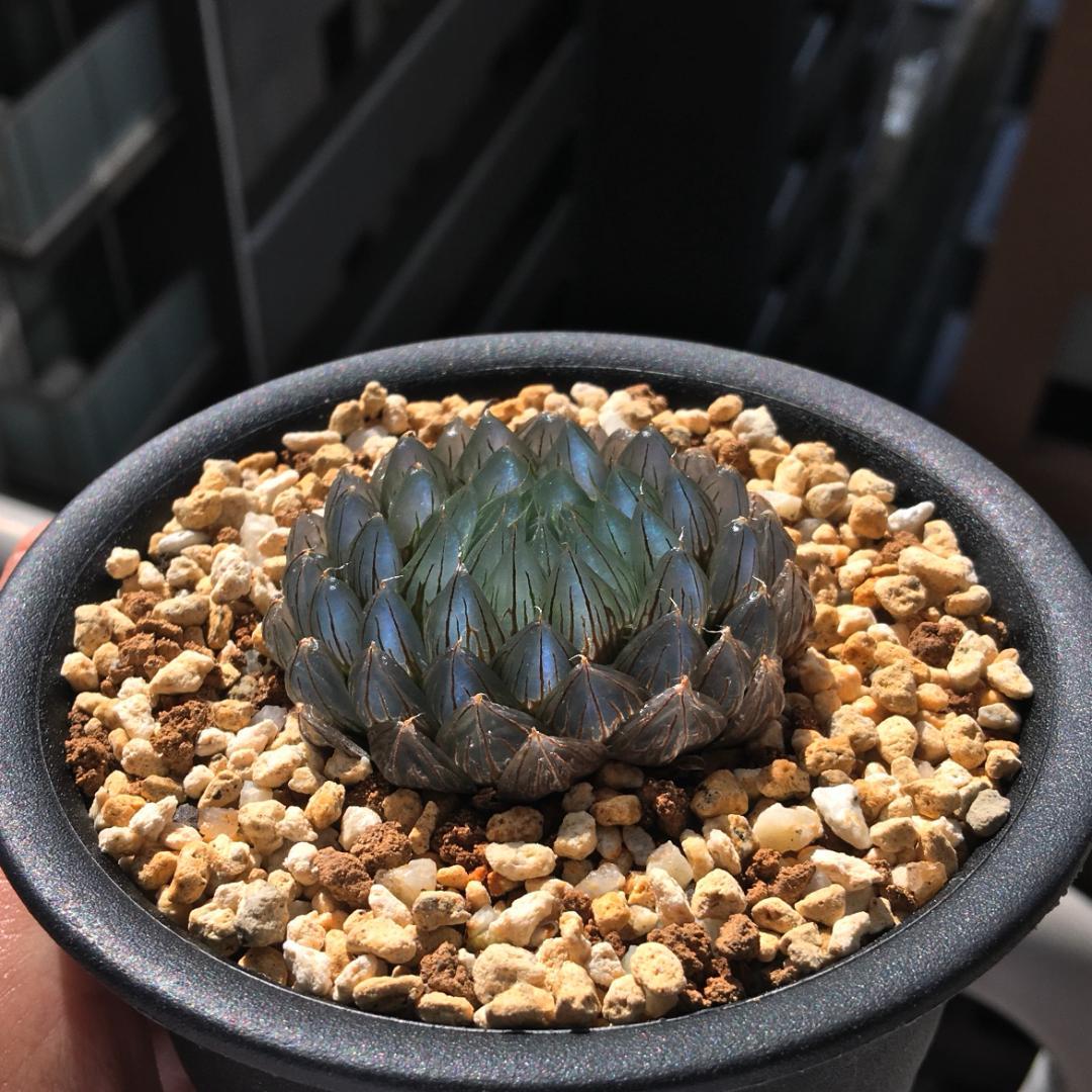 ハオルチア「出藍」 H. 'Shutsuran' 多肉植物