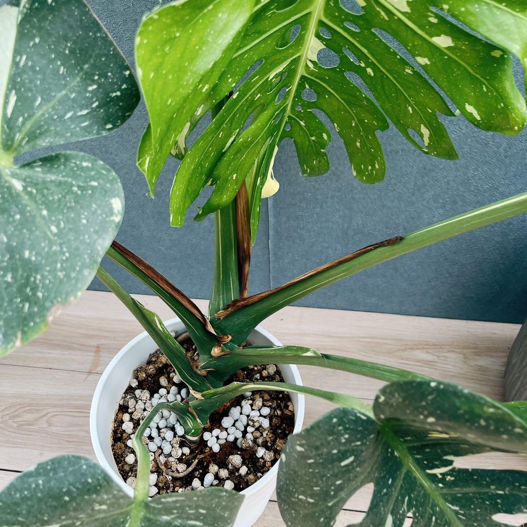 ［現品］【希少】20番　モンステラ　斑入り　観葉植物　室内　レア　綺麗　大型