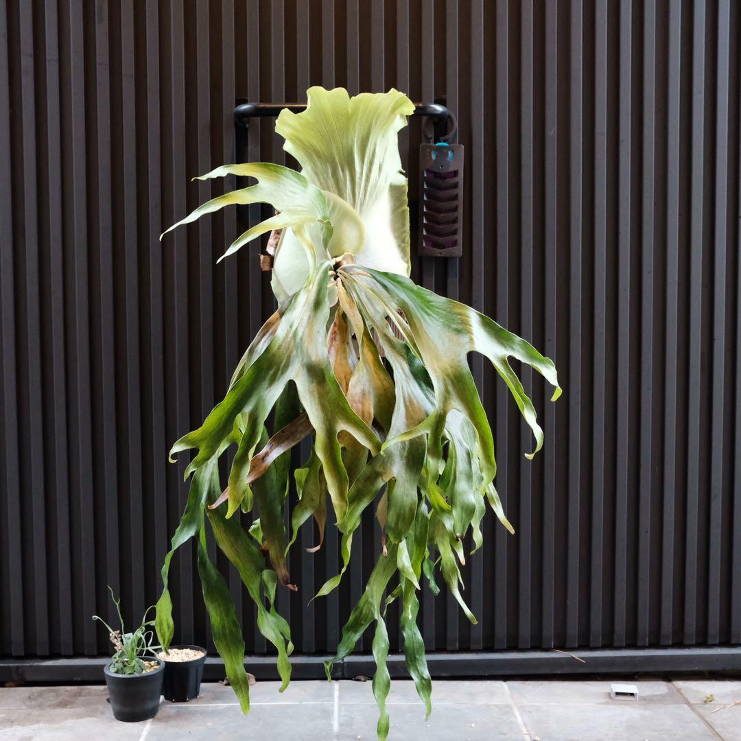 現品親株　ビカクシダマウントルイス　P.MtLewis Regularform