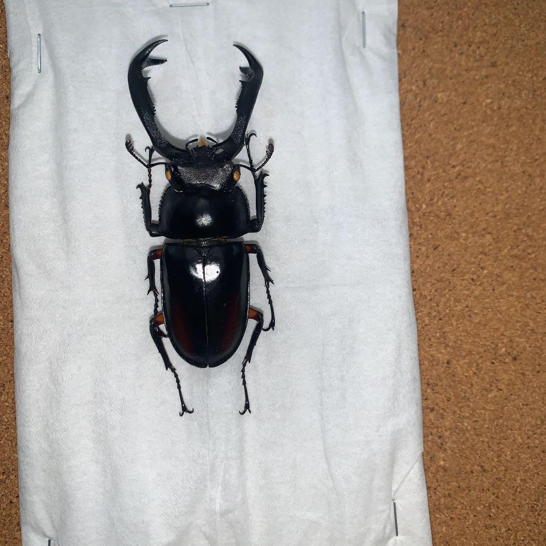 R.ディデエールシカクワガタ　野外品　雄73ミリ