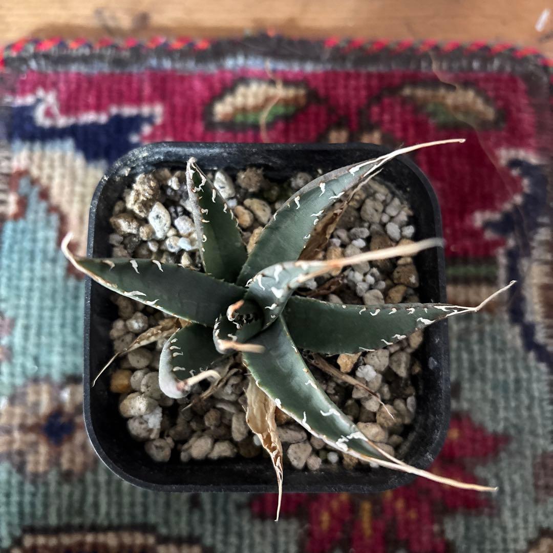 アガベ　ユタンシス　エボリスピナ　実生