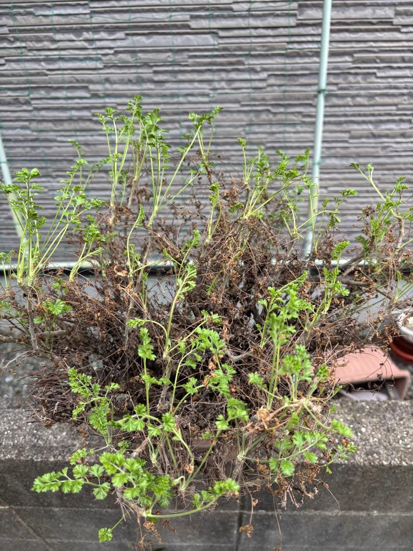 ペラルゴニウムアルテルナンス　塊根植物　コーデックス 大株