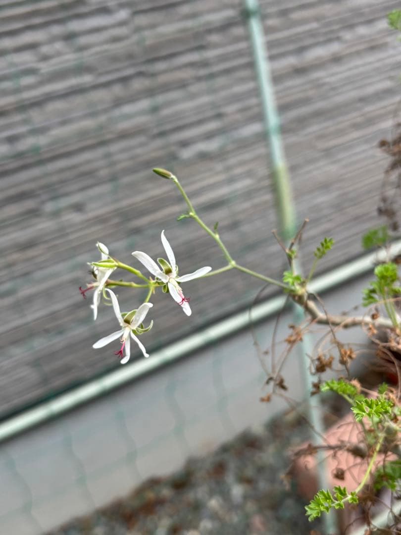 ペラルゴニウムアルテルナンス　塊根植物　コーデックス 大株