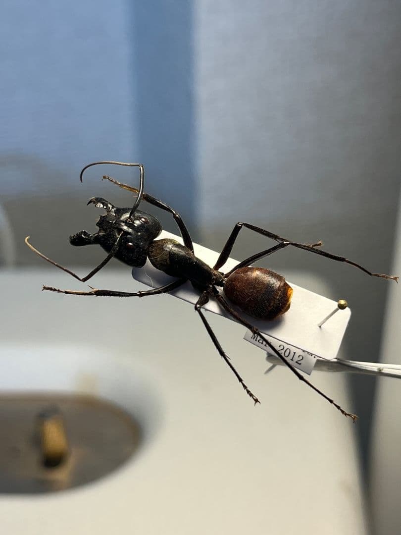 【蟻最大級】ギガスオオアリ 標本