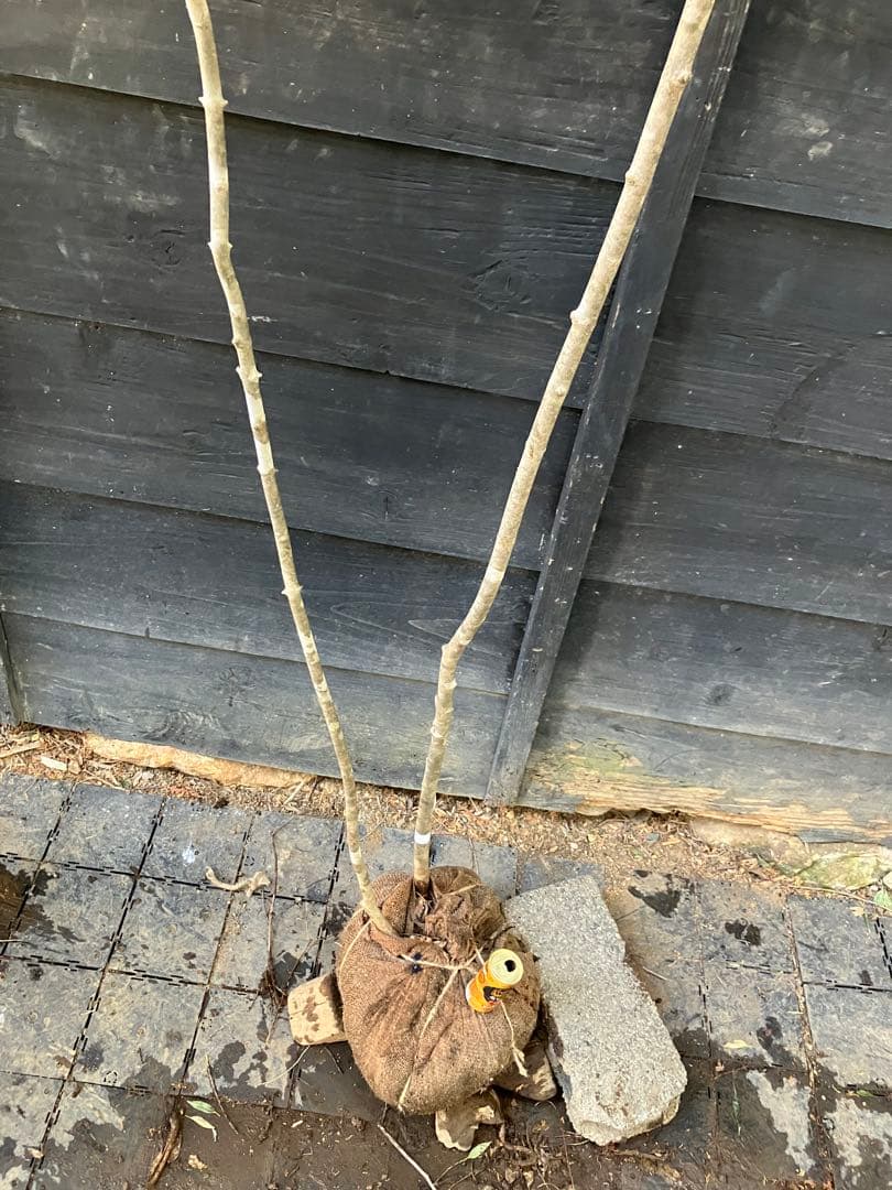 20 山採り　アオダモ