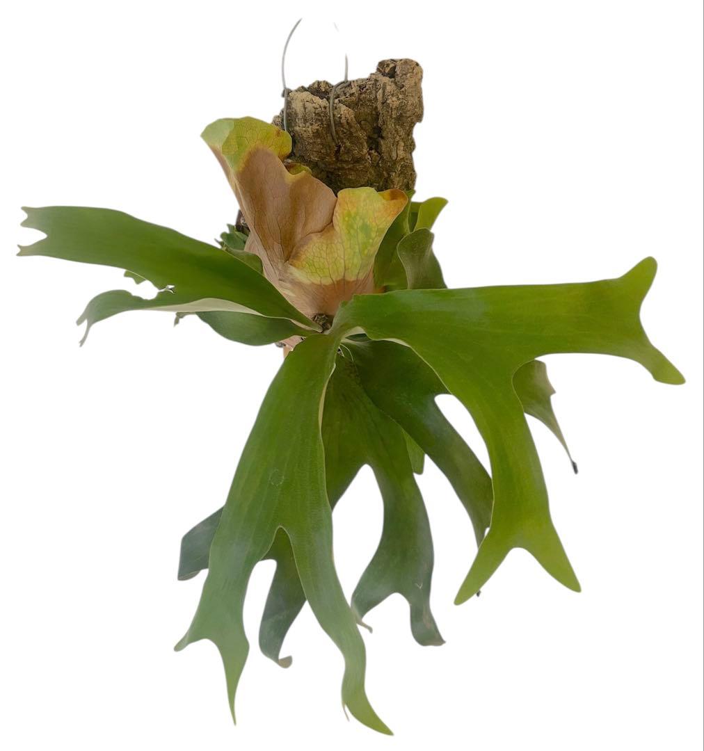 親株サイズ！P.'Suriyon' OC ビカクシダ　コウモリラン　スリヨン