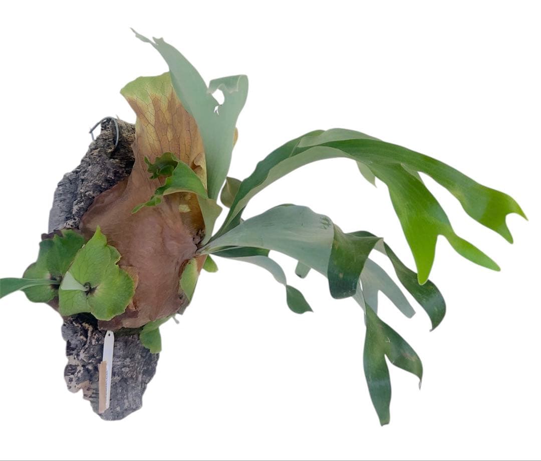 親株サイズ！P.'Suriyon' OC ビカクシダ　コウモリラン　スリヨン