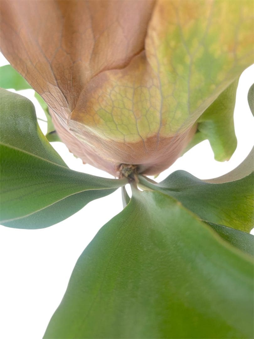 親株サイズ！P.'Suriyon' OC ビカクシダ　コウモリラン　スリヨン