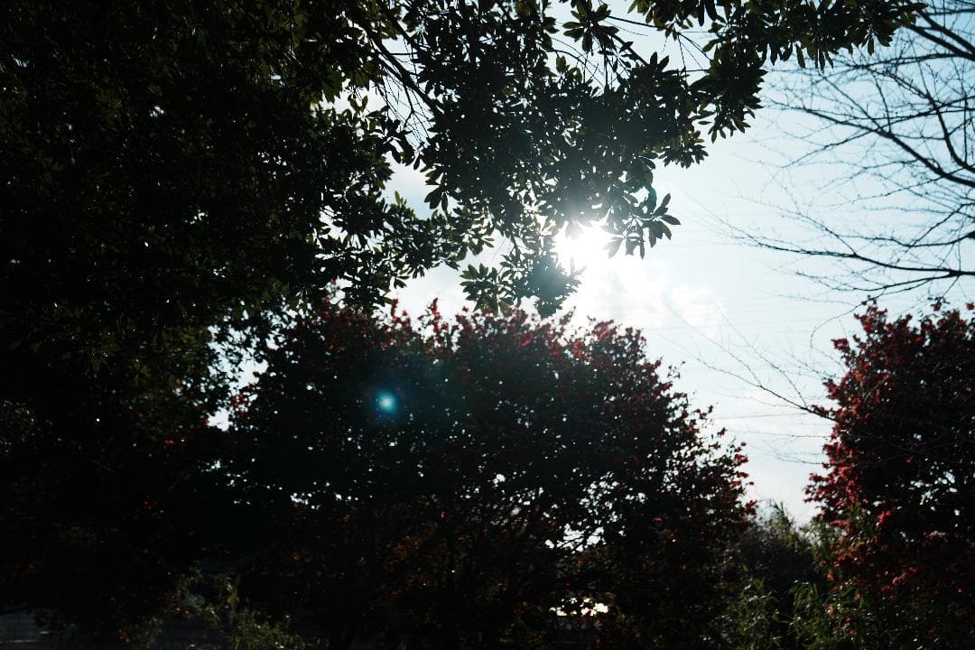 【テスト済安心】SONY SEL2470GM 大三元ズーム F2.8 131