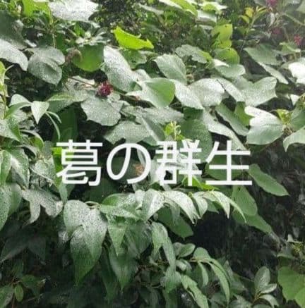 生葉/乾燥葉 ★セミオーダーページ★ ウサギ ハムスター リクガメ さん他