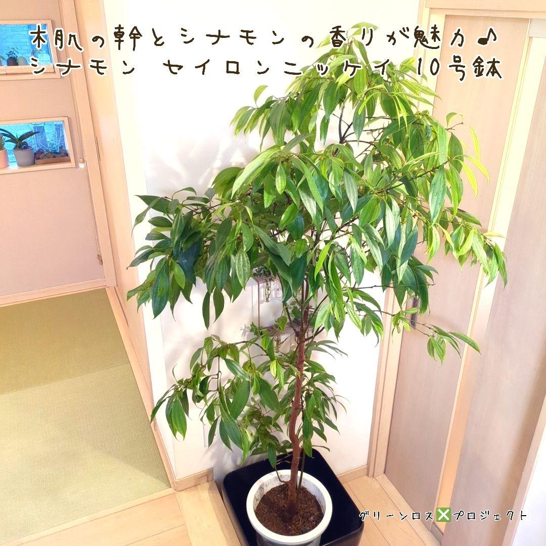 【マーロウ⚠群馬県】シナモンの香りが魅力♪シナモンセイロンニッケイ10号鉢