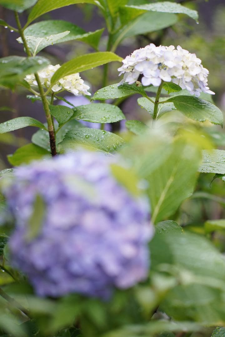 Nikon Ai改 NIKKOR 105mm F2.5