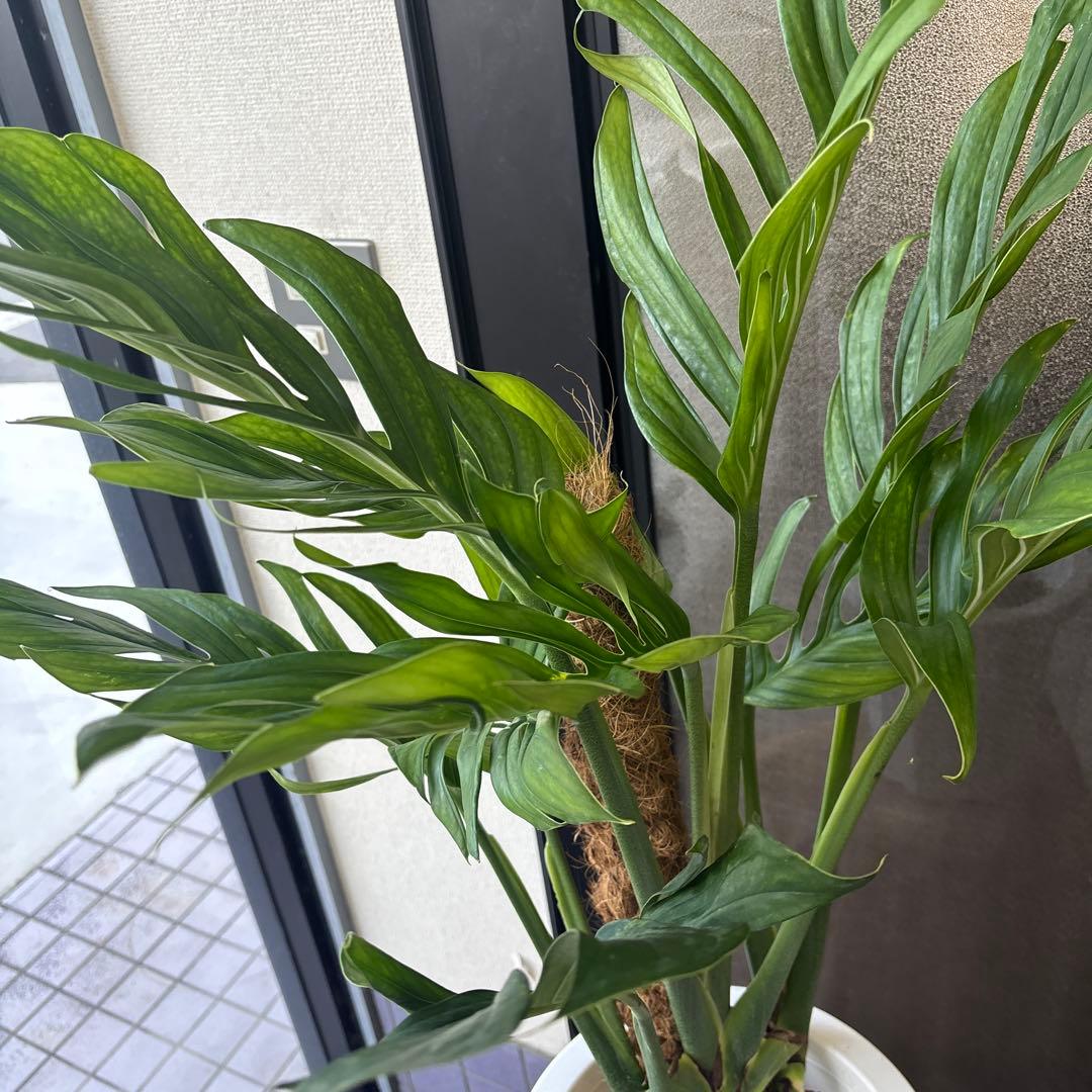 超希少　モンステラ　ジェイドウィング　8号　105cm程度　観葉植物