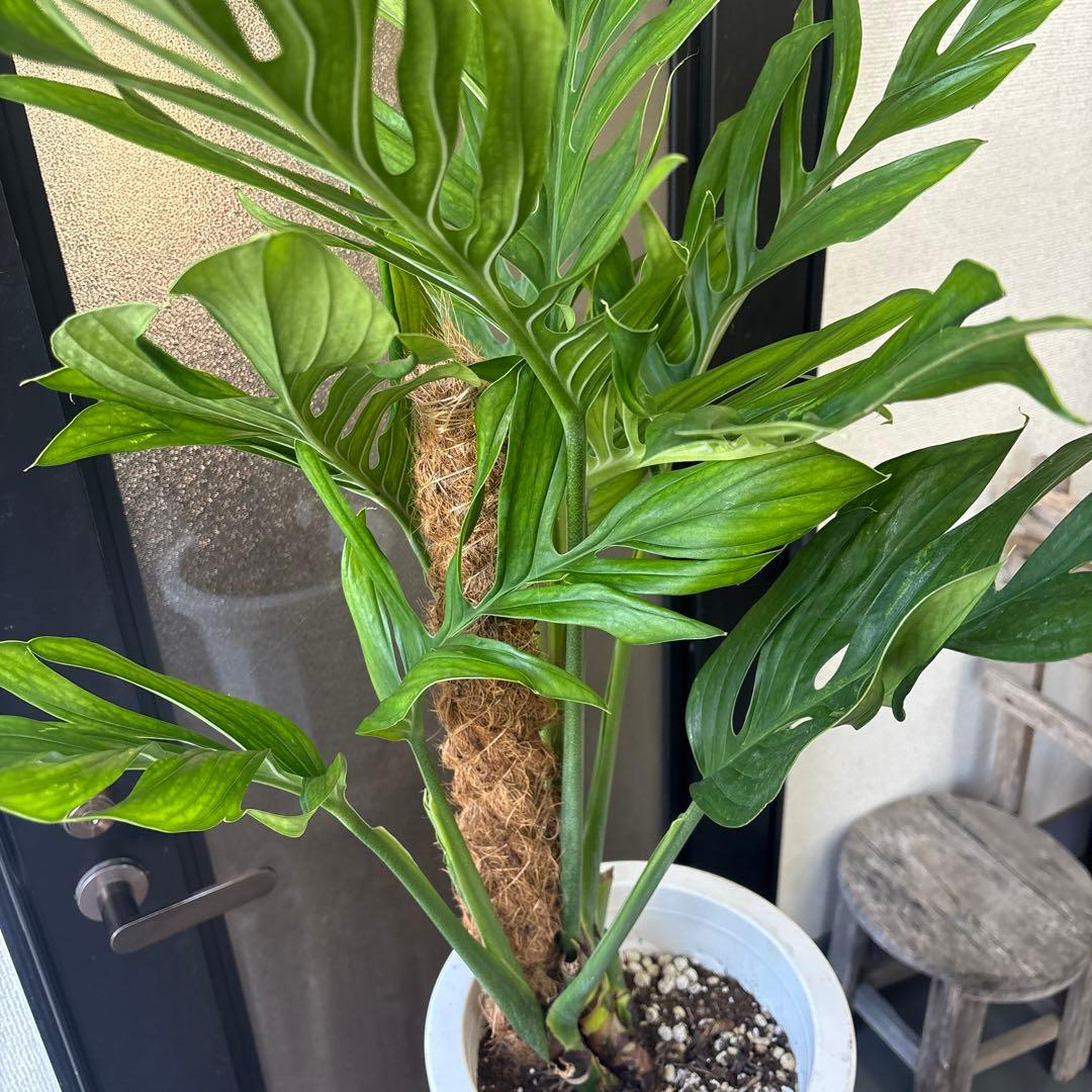 超希少　モンステラ　ジェイドウィング　8号　105cm程度　観葉植物