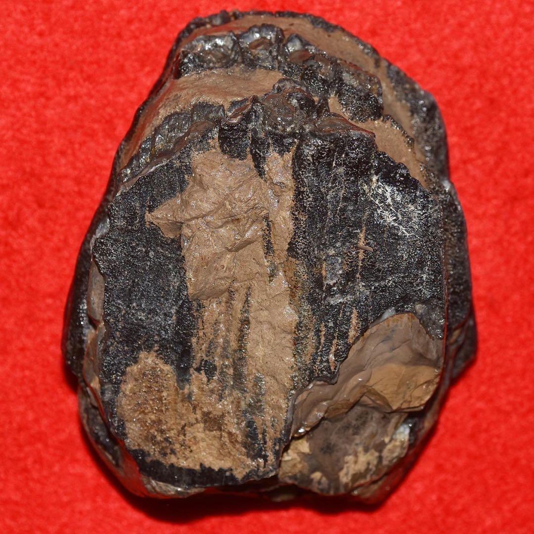 ハンガリー産 メリジオナリスゾウの臼歯化石