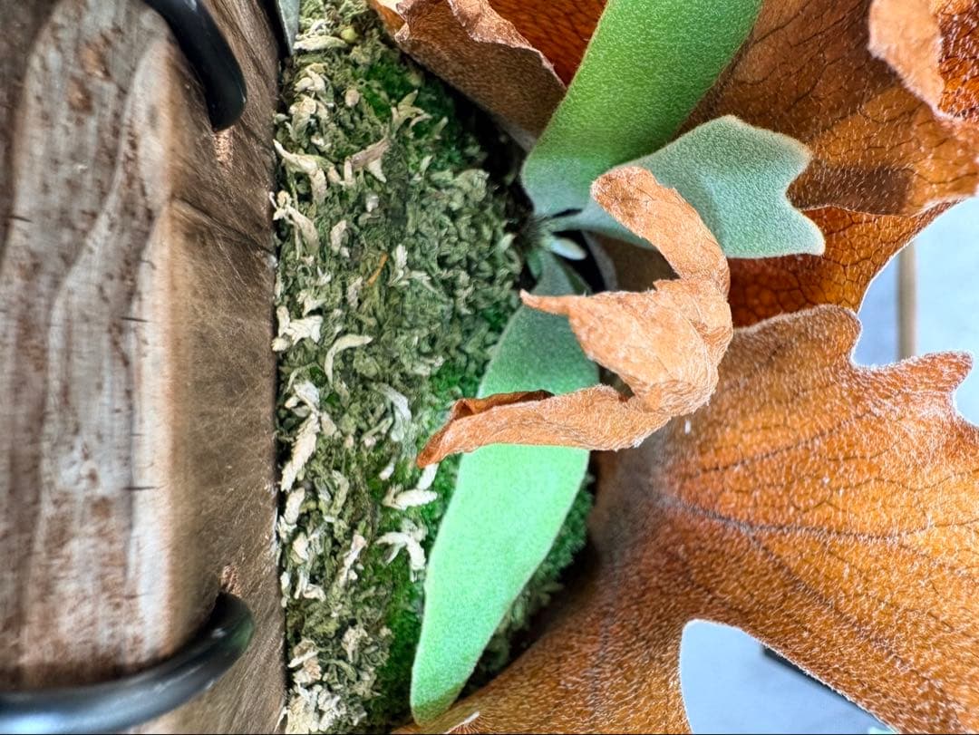 限定1株　P. willinckii 'Sailor Mars’ OC