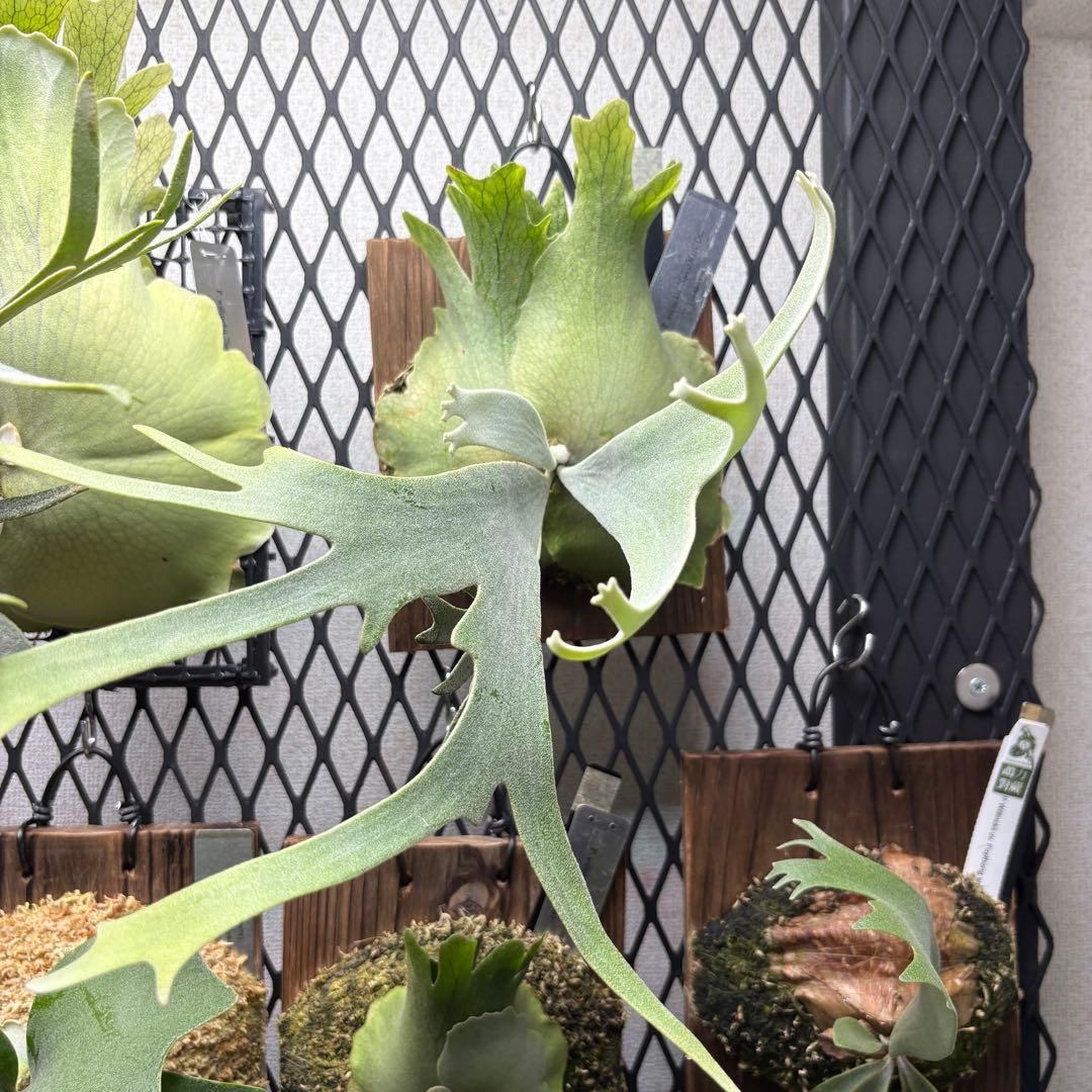 限定1株　P. willinckii 'Sailor Mars’ OC