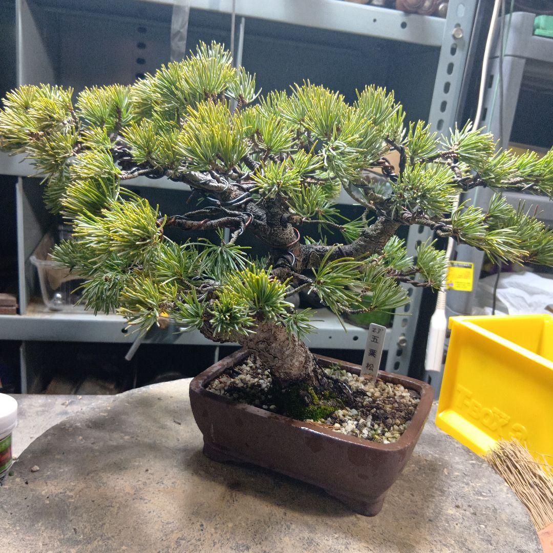 八房五葉松（かなり年数持ち込み古い）