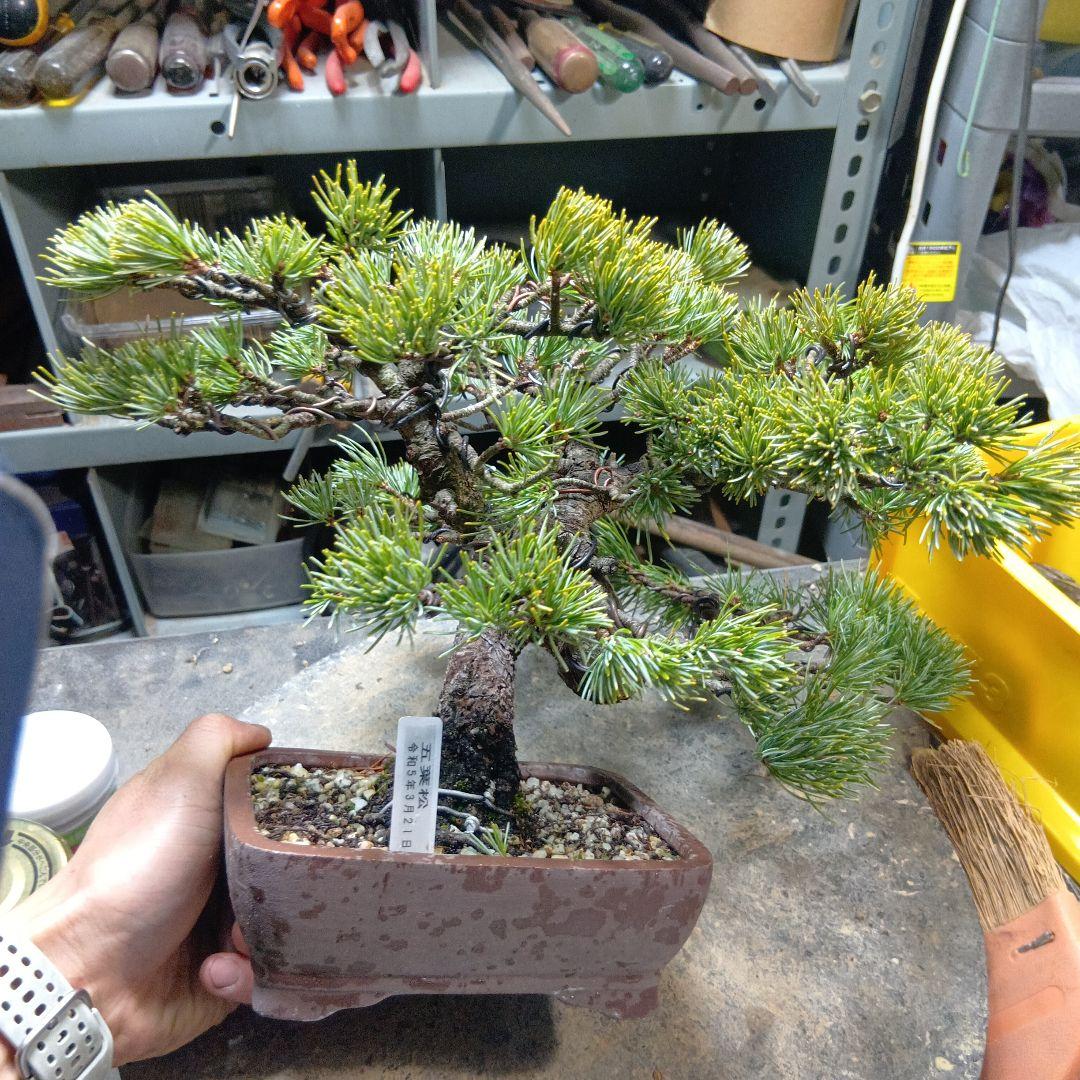 八房五葉松（かなり年数持ち込み古い）