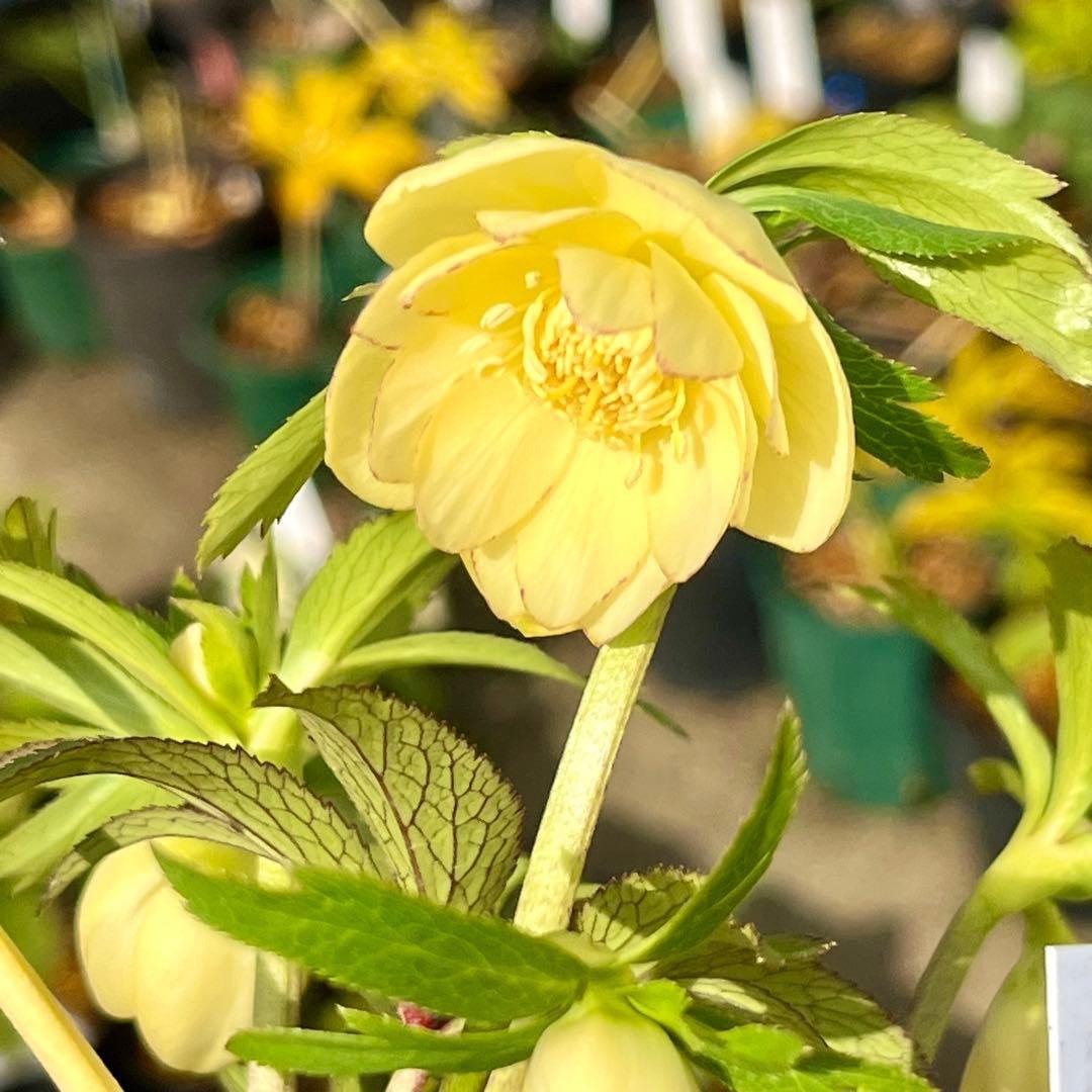 ラ*ク様 3336⭐️hercegovinusオーレア⭐️超小輪⭐️コロコロ⭐️