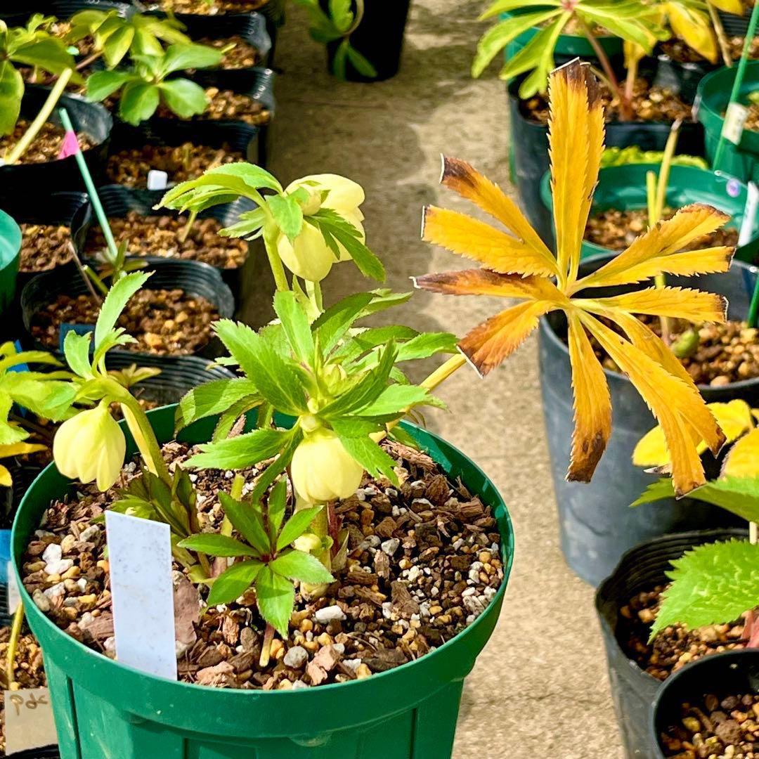 ラ*ク様 3336⭐️hercegovinusオーレア⭐️超小輪⭐️コロコロ⭐️