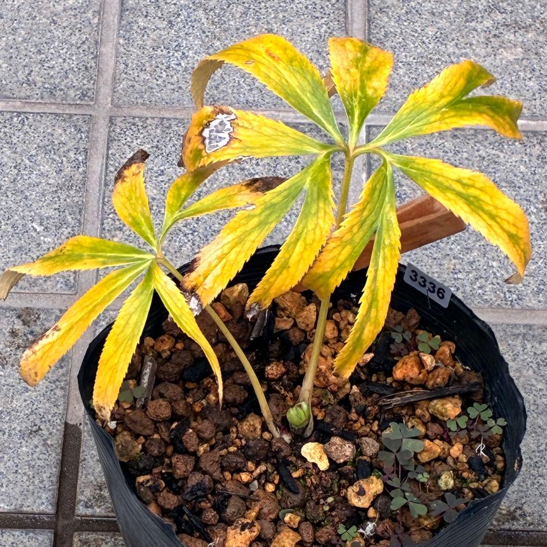 ラ*ク様 3336⭐️hercegovinusオーレア⭐️超小輪⭐️コロコロ⭐️