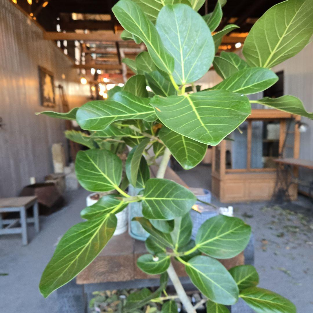 ⑭　フィカス　ベンガレンシ　曲がり仕立て８号特大苗木最高等級極上品‼️