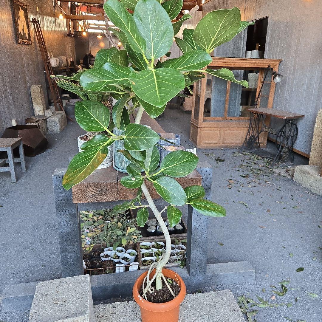 ⑭　フィカス　ベンガレンシ　曲がり仕立て８号特大苗木最高等級極上品‼️