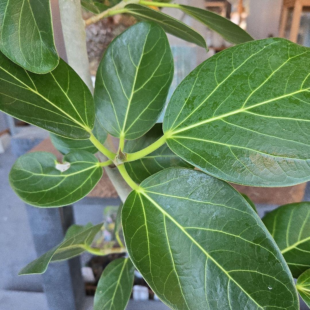 ⑭　フィカス　ベンガレンシ　曲がり仕立て８号特大苗木最高等級極上品‼️