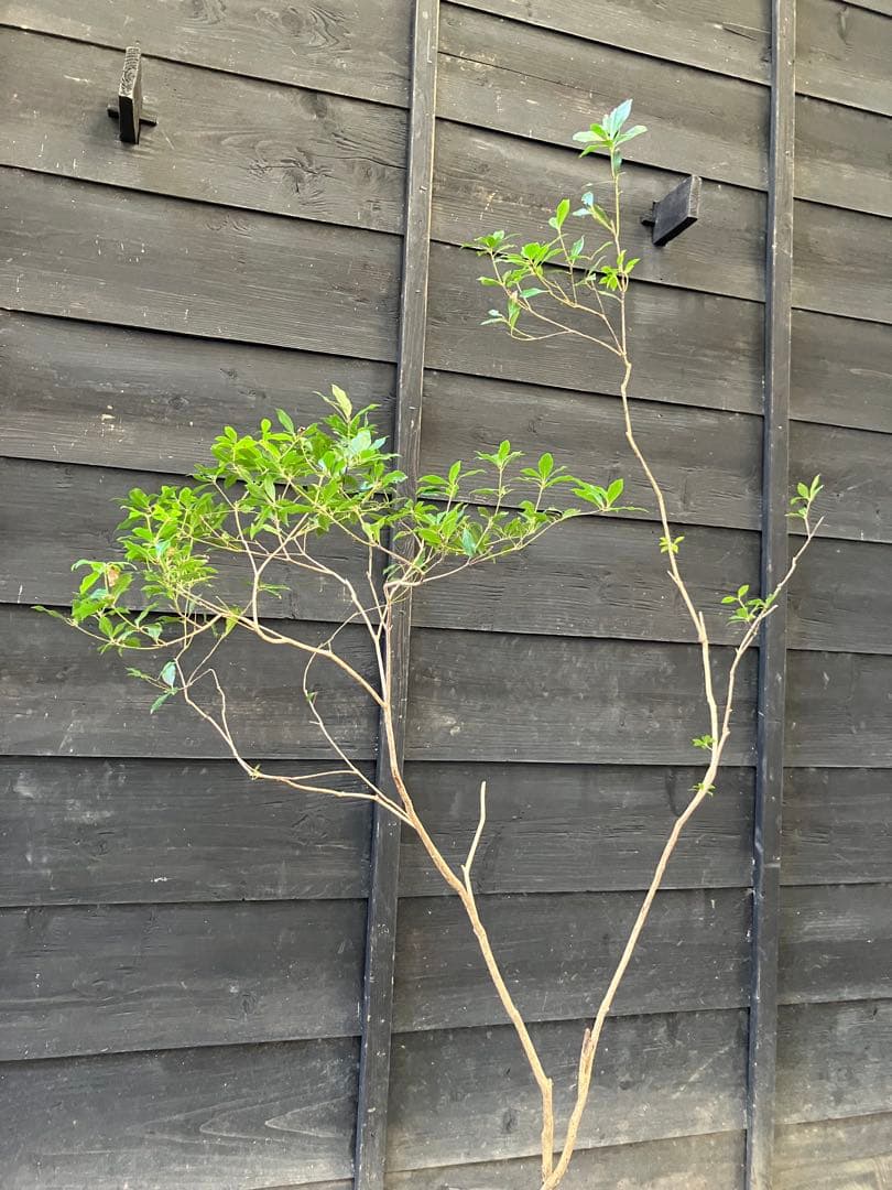 41 山採り　アセビ