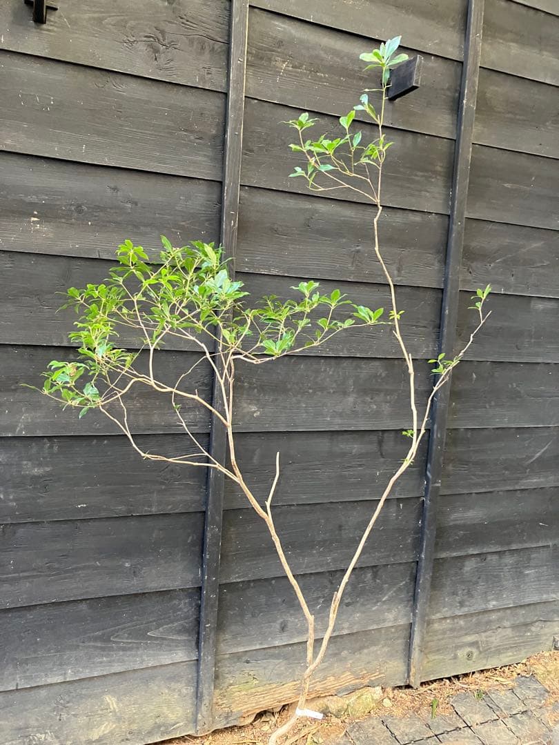 41 山採り　アセビ