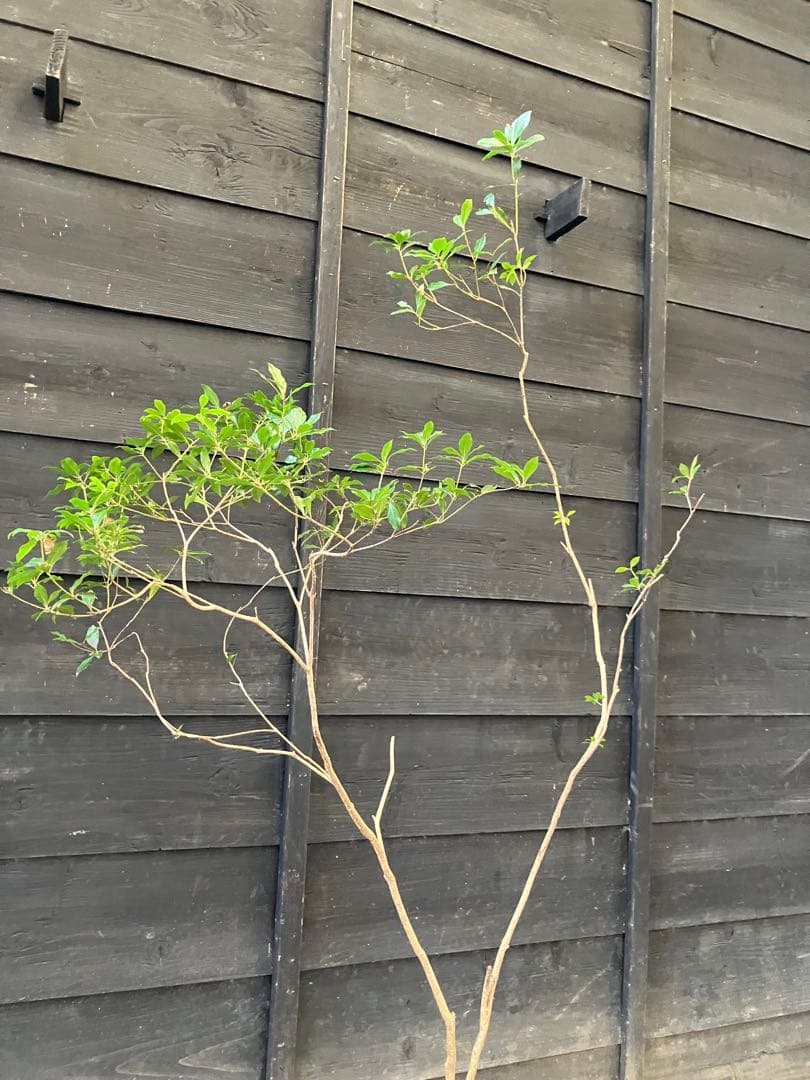 41 山採り　アセビ