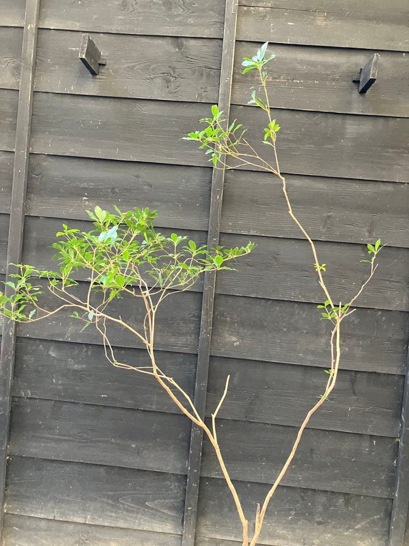 41 山採り　アセビ