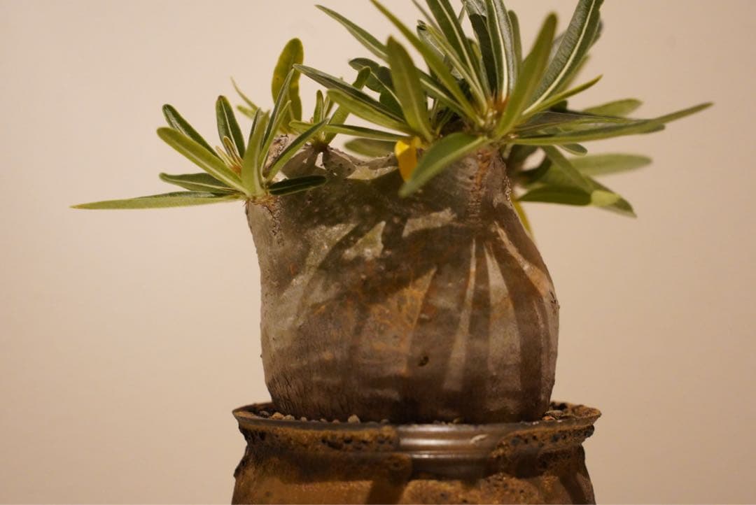 パキポディウム　グラキリス　コレクション株