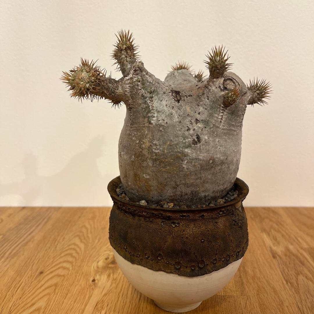 パキポディウム　グラキリス　コレクション株