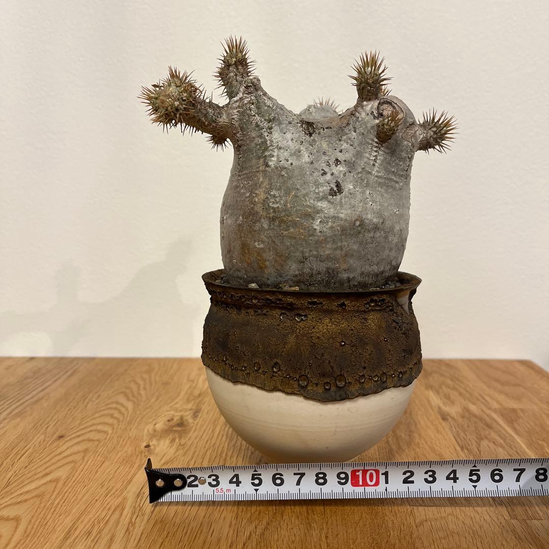 パキポディウム　グラキリス　コレクション株