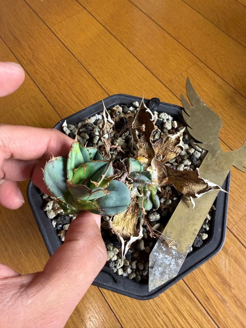 アガベ　冠鷲　クラウンイーグル