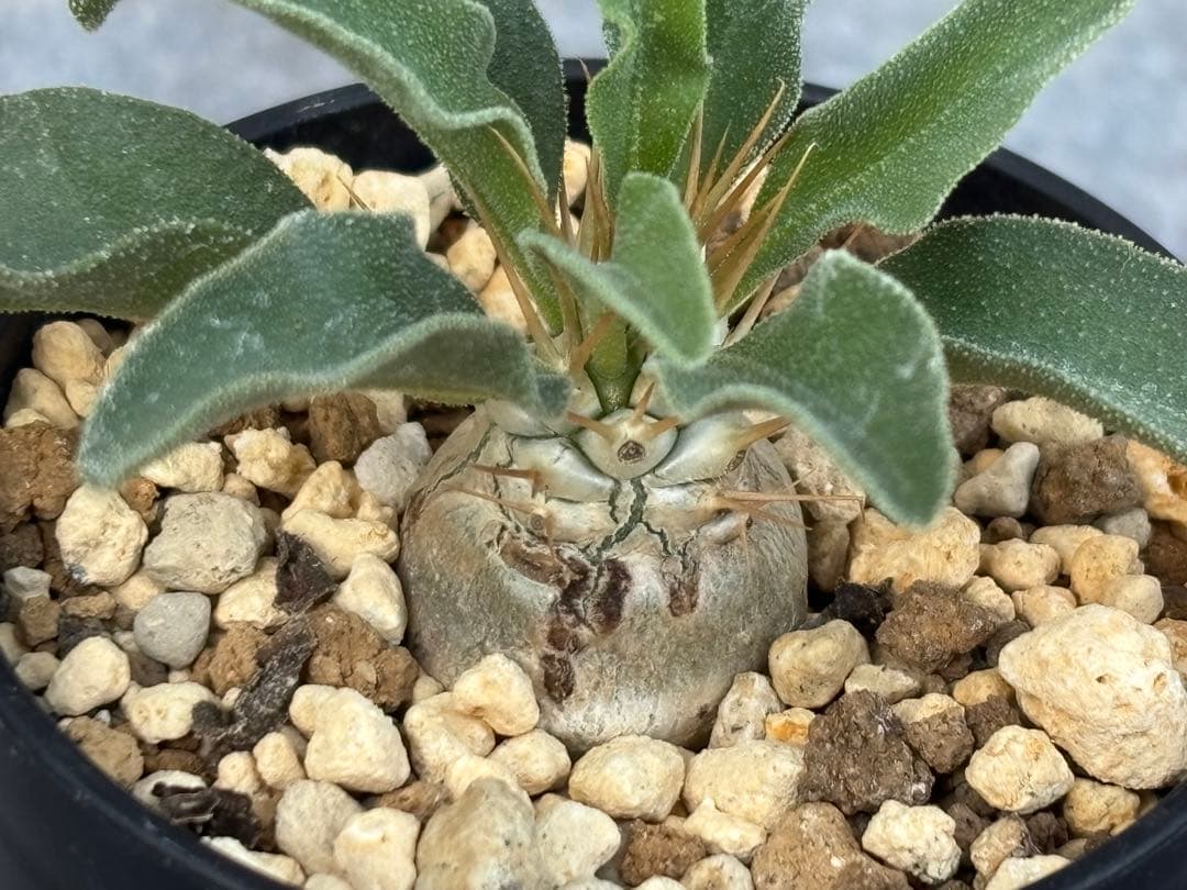 最終価格 実生 パキポディウム ナマクアナム 光堂 抜き苗