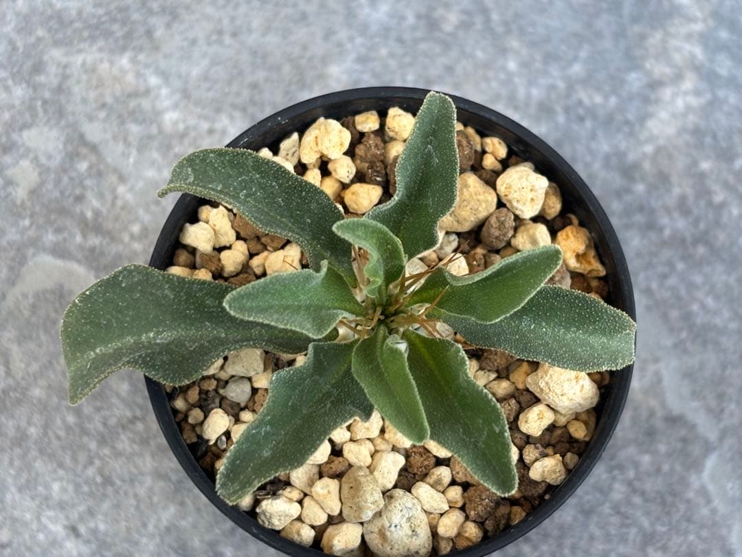 最終価格 実生 パキポディウム ナマクアナム 光堂 抜き苗