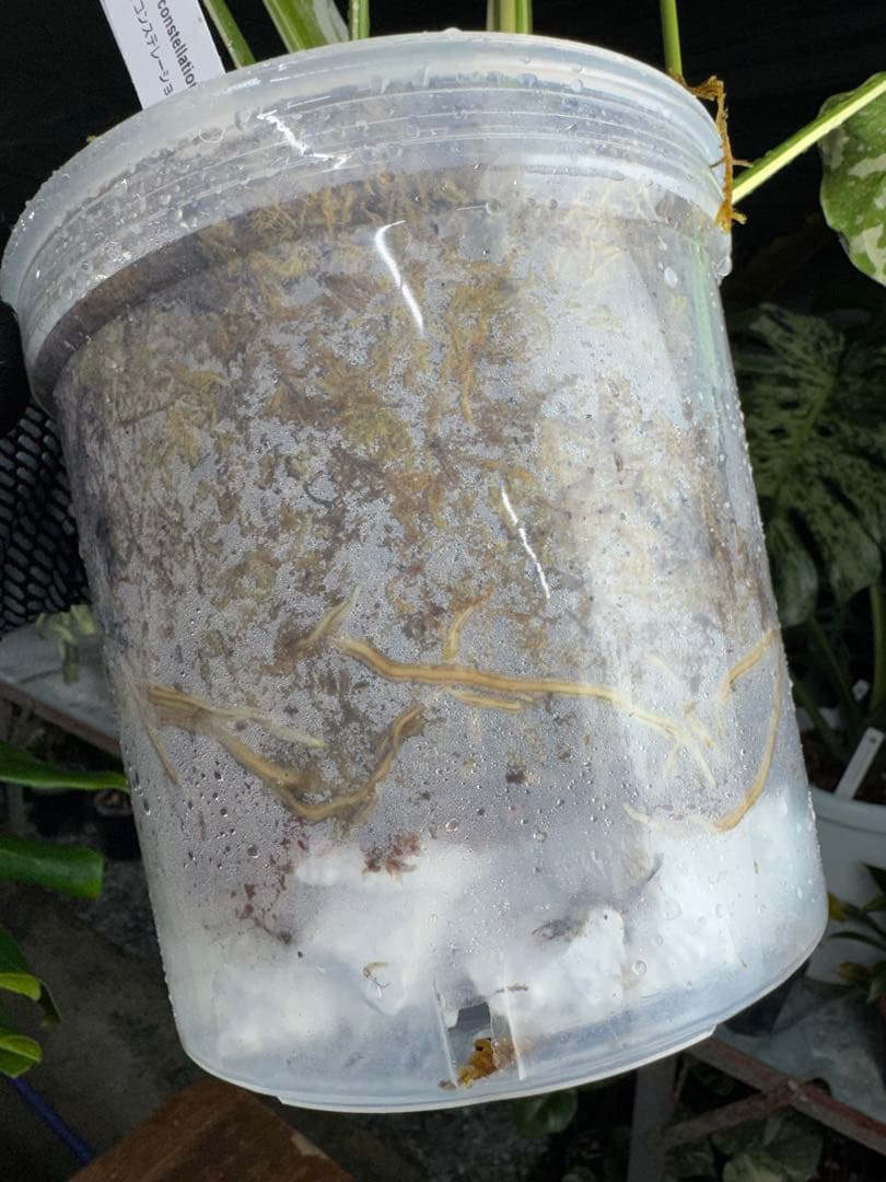 マ*ル様 2モンステラ　タイコンステレーション　スターライト　美斑入り　傷あり