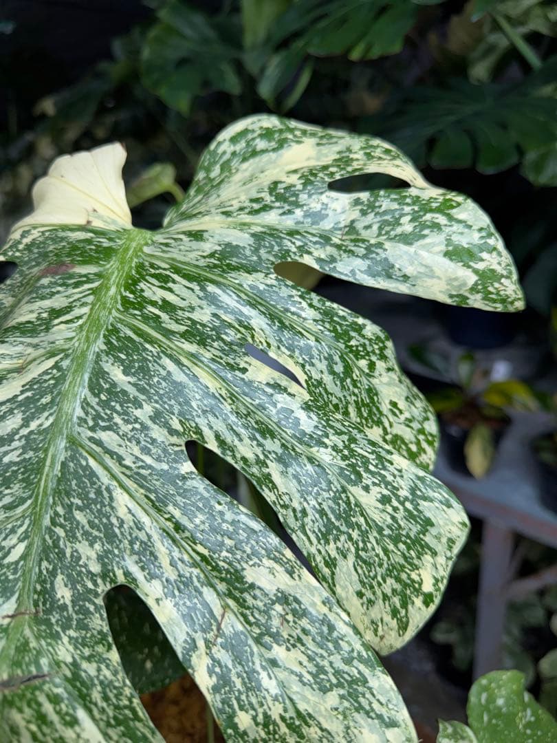 マ*ル様 2モンステラ　タイコンステレーション　スターライト　美斑入り　傷あり