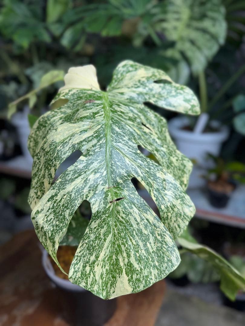 マ*ル様 2モンステラ　タイコンステレーション　スターライト　美斑入り　傷あり