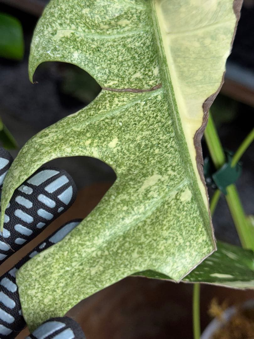 マ*ル様 2モンステラ　タイコンステレーション　スターライト　美斑入り　傷あり