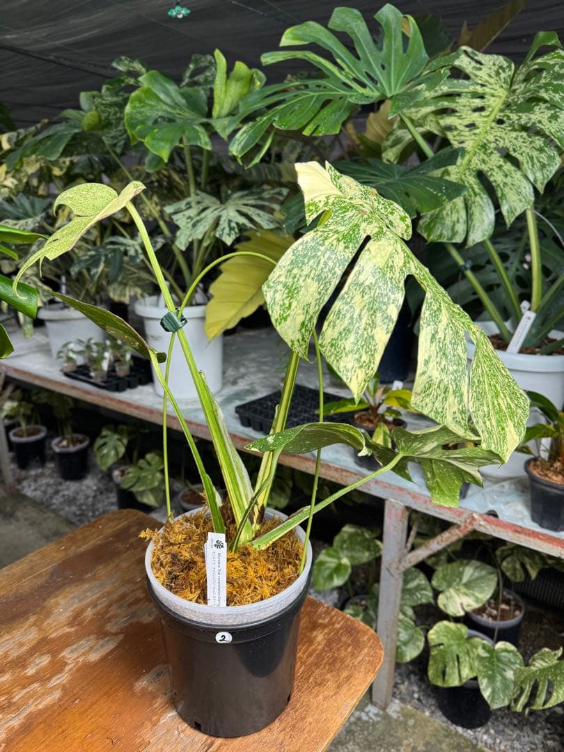 マ*ル様 2モンステラ　タイコンステレーション　スターライト　美斑入り　傷あり