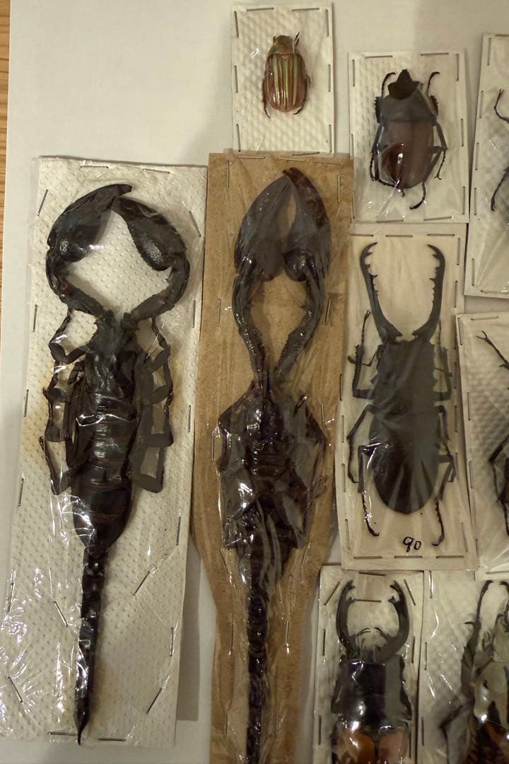 標本　カブトムシ　サソリ　オーべチュール　　コガシラクワガタ　糞虫など