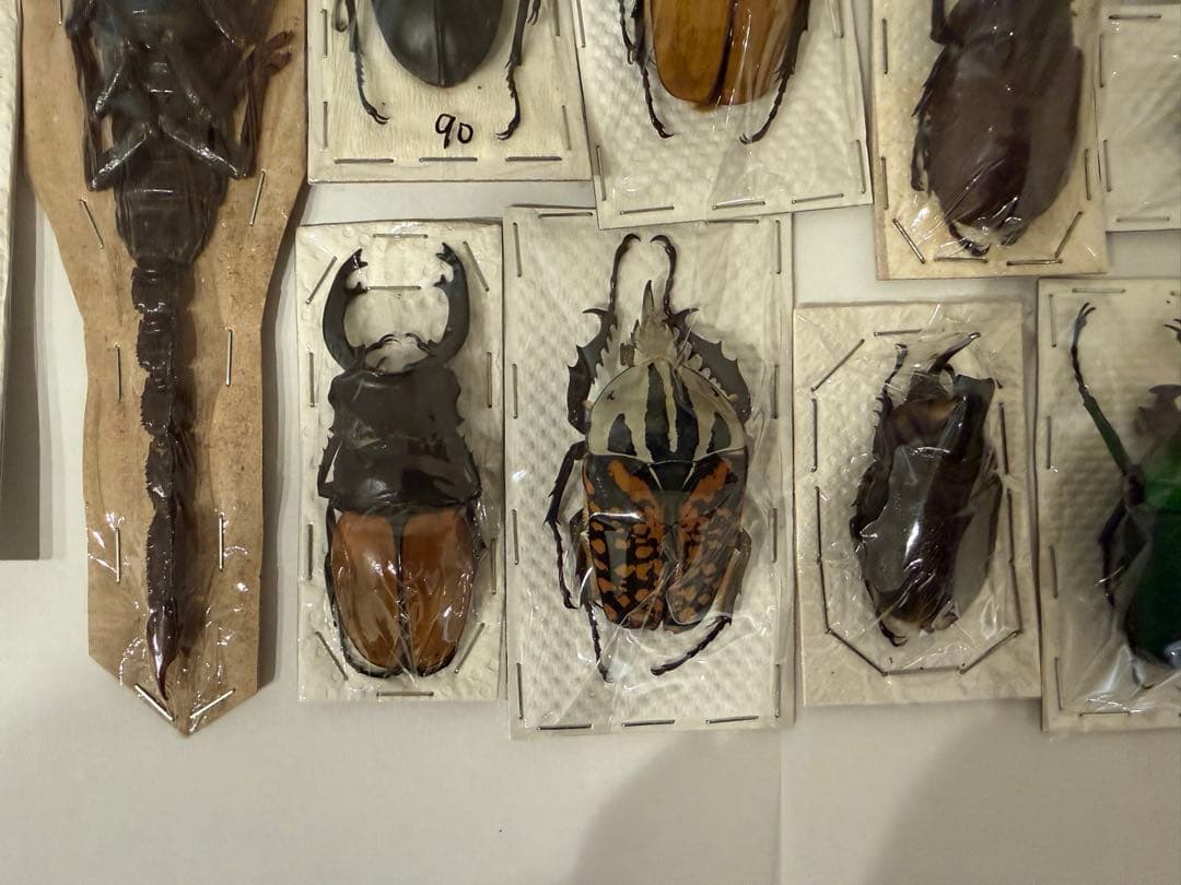 標本　カブトムシ　サソリ　オーべチュール　　コガシラクワガタ　糞虫など